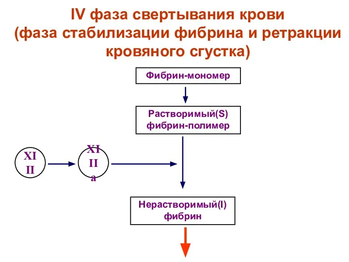 IV фаза свертывания крови (фаза стабилизации фибрина и ретракции кровяного сгустка)