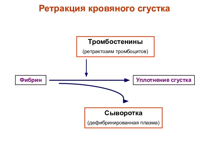 Ретракция кровяного сгустка Фибрин Уплотнение сгустка Тромбостенины (ретрактозим тромбоцитов) Сыворотка (дефибринированная плазма)