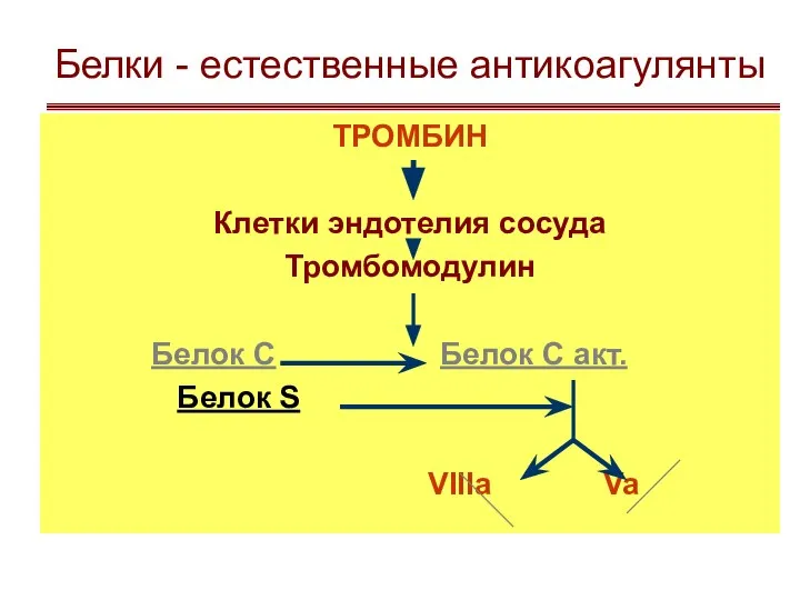 Белки - естественные антикоагулянты ТРОМБИН Клетки эндотелия сосуда Тромбомодулин Белок С