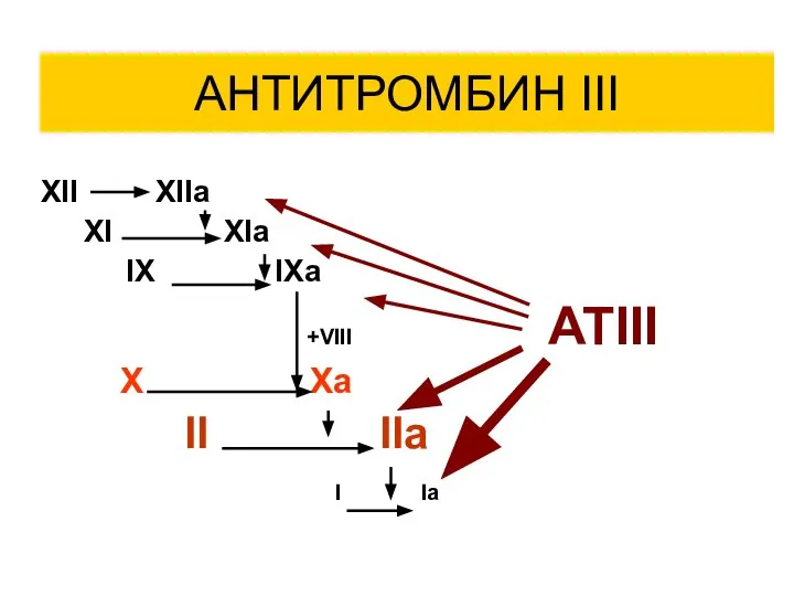 АНТИТРОМБИН III XII XIIa XI XIa IX IXa +VIII ATIII X Xa II IIa I Ia