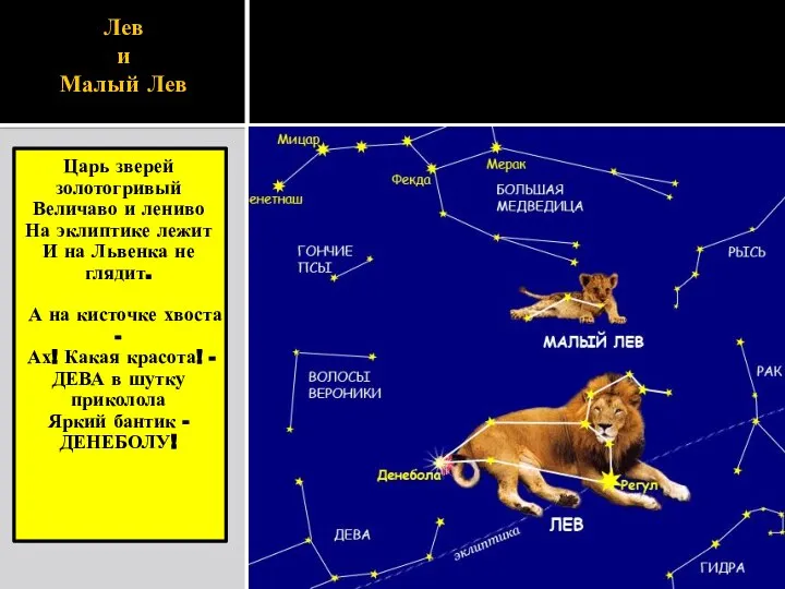 Лев и Малый Лев Царь зверей золотогривый Величаво и лениво На