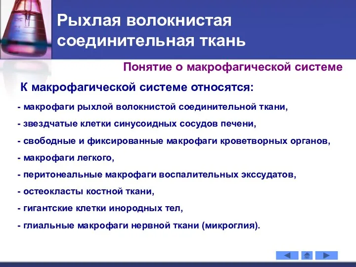 Рыхлая волокнистая соединительная ткань К макрофагической системе относятся: макрофаги рыхлой волокнистой