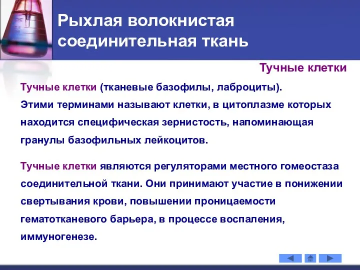 Рыхлая волокнистая соединительная ткань Тучные клетки (тканевые базофилы, лаброциты). Этими терминами