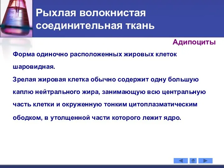 Форма одиночно расположенных жировых клеток шаровидная. Зрелая жировая клетка обычно содержит