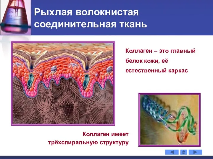 Рыхлая волокнистая соединительная ткань Коллаген имеет трёхспиральную структуру Коллаген – это