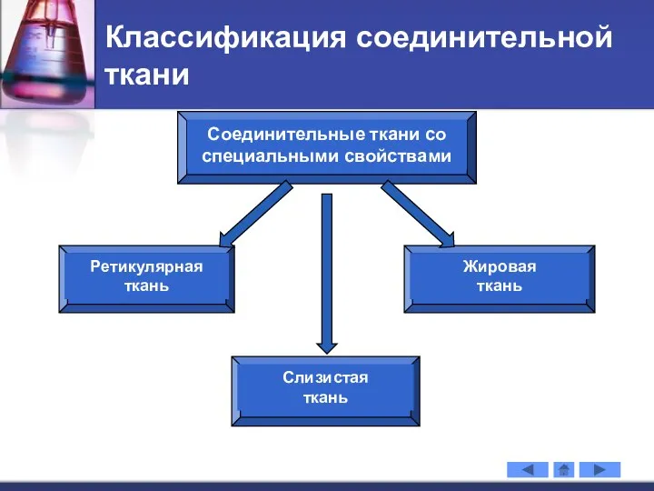 Классификация соединительной ткани