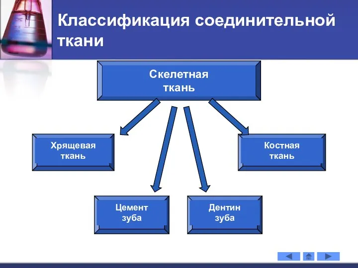 Классификация соединительной ткани