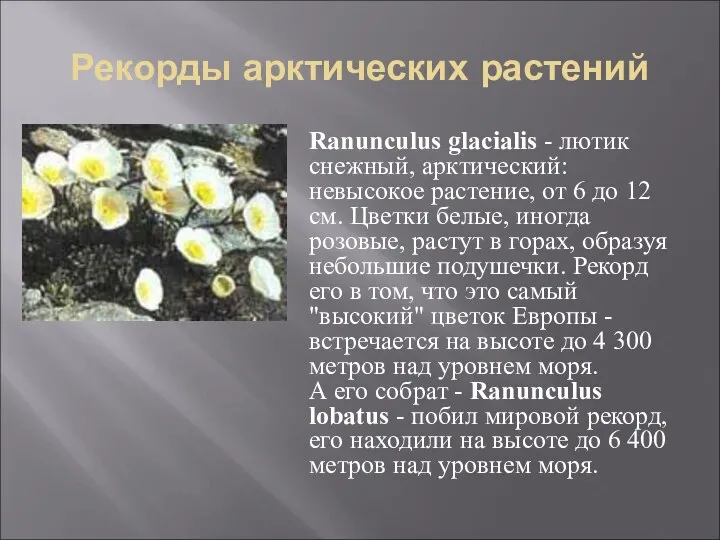 Рекорды арктических растений Ranunculus glacialis - лютик снежный, арктический: невысокое растение,