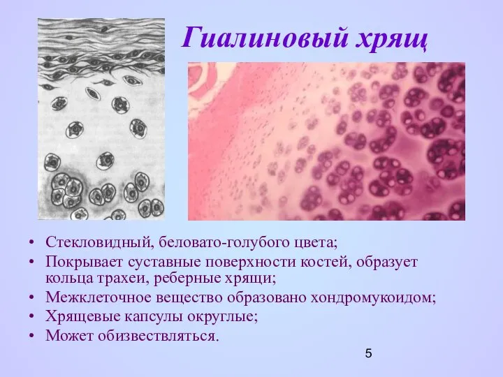 Гиалиновый хрящ Стекловидный, беловато-голубого цвета; Покрывает суставные поверхности костей, образует кольца