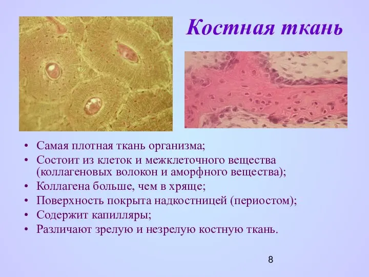 Костная ткань Самая плотная ткань организма; Состоит из клеток и межклеточного
