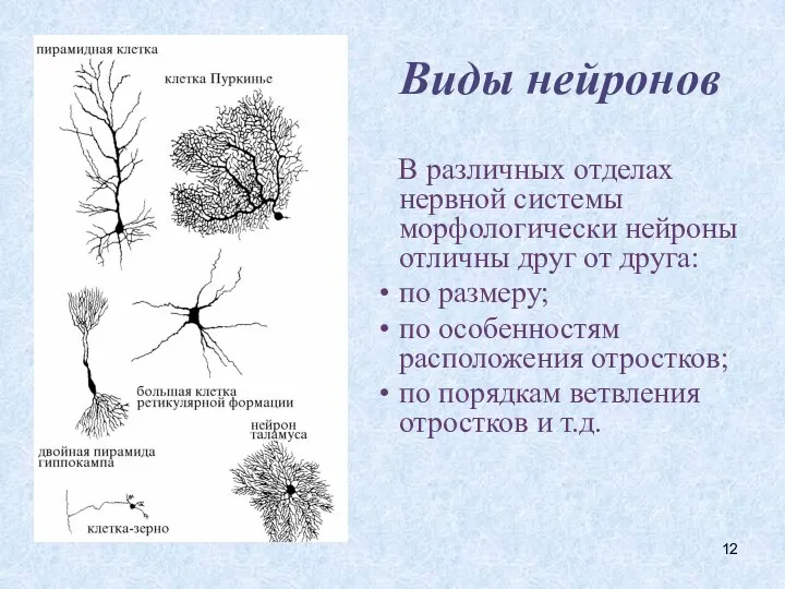 Виды нейронов В различных отделах нервной системы морфологически нейроны отличны друг