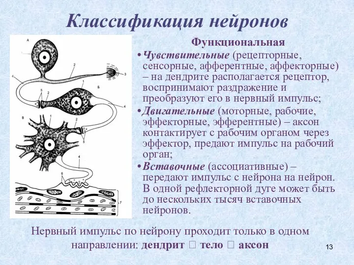 Классификация нейронов Функциональная Чувствительные (рецепторные, сенсорные, афферентные, аффекторные) – на дендрите