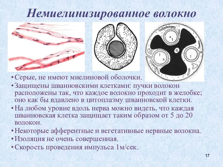 Немиелинизированное волокно Серые, не имеют миелиновой оболочки. Защищены шванновскими клетками: пучки