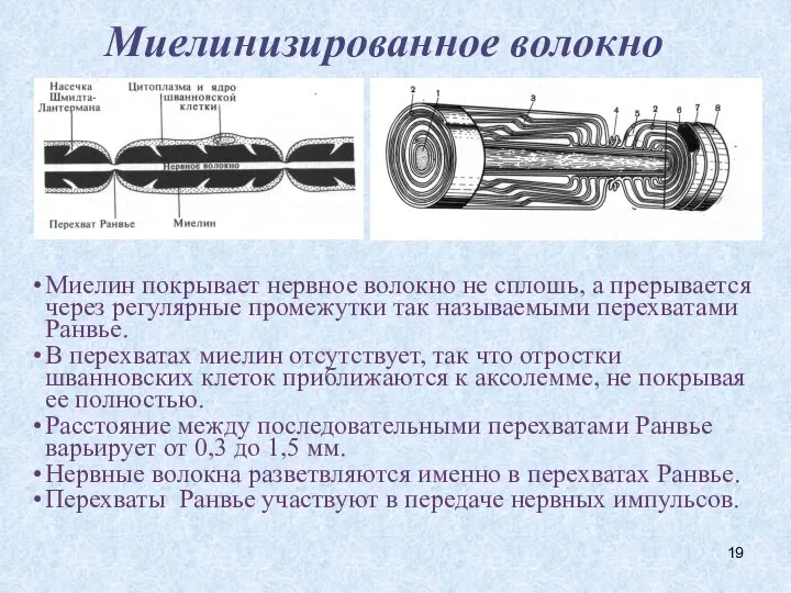 Миелинизированное волокно Миелин покрывает нервное волокно не сплошь, а прерывается через