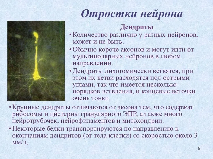 Отростки нейрона Дендриты Количество различно у разных нейронов, может и не