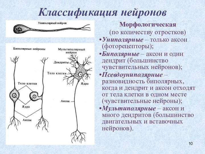 Классификация нейронов Морфологическая (по количеству отростков) Униполярные – только аксон (фоторецепторы);