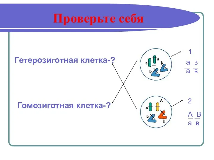 Проверьте себя Гетерозиготная клетка-? Гомозиготная клетка-? 1 2 а в а в А В а в