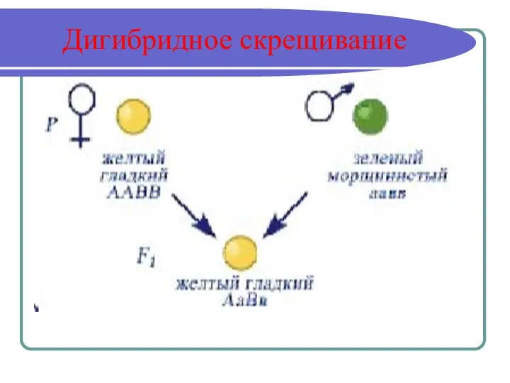 Дигибридное скрещивание