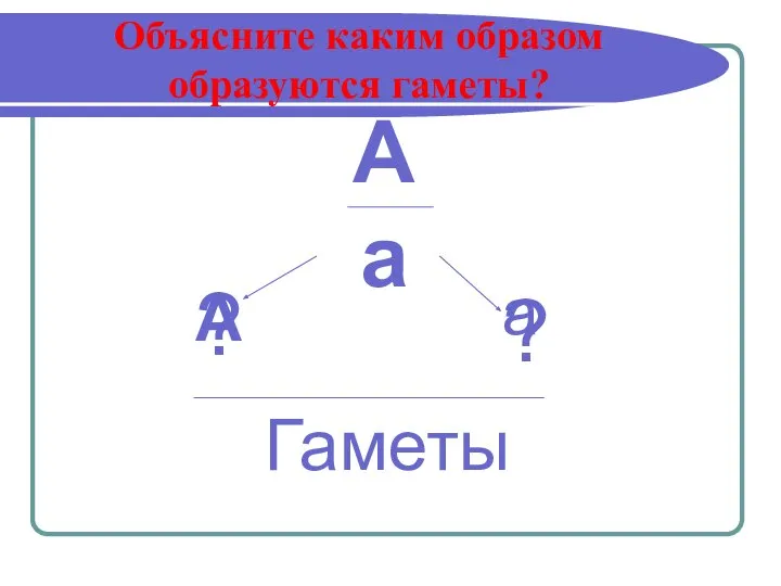 Объясните каким образом образуются гаметы? А а ? ? Гаметы А а