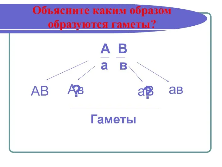 Объясните каким образом образуются гаметы? А В а в ? ? Гаметы АВ Ав аВ ав