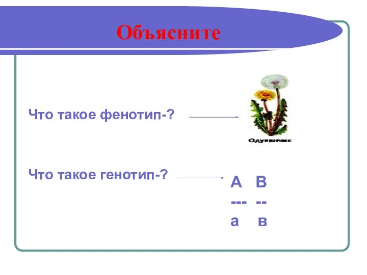 Объясните Что такое фенотип-? Что такое генотип-? А В --- -- а в