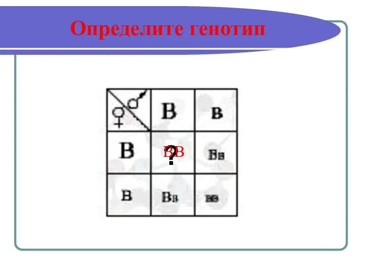 Определите генотип ? ВВ