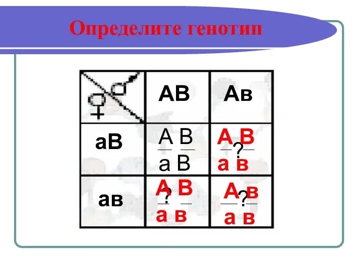 Определите генотип АВ Ав аВ ав А В а В ?