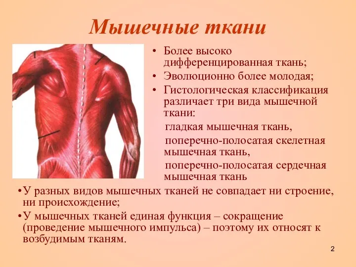 Мышечные ткани Более высоко дифференцированная ткань; Эволюционно более молодая; Гистологическая классификация