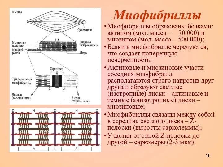 Миофибриллы Миофибриллы образованы белками: актином (мол. масса – 70 000) и