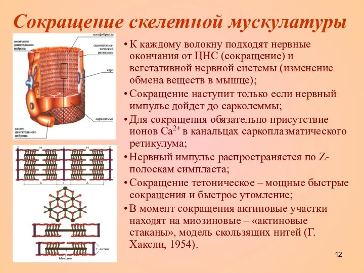 Сокращение скелетной мускулатуры К каждому волокну подходят нервные окончания от ЦНС