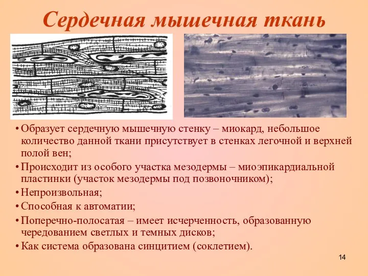 Сердечная мышечная ткань Образует сердечную мышечную стенку – миокард, небольшое количество