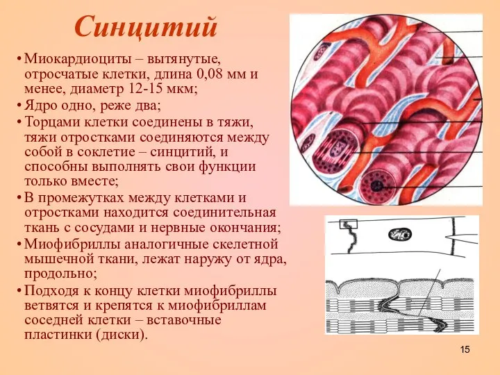 Синцитий Миокардиоциты – вытянутые, отросчатые клетки, длина 0,08 мм и менее,