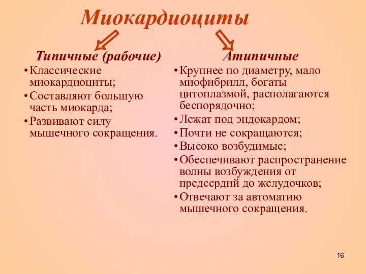 Миокардиоциты   Типичные (рабочие) Классические миокардиоциты; Составляют большую часть миокарда;