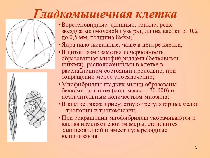 Гладкомышечная клетка Веретеновидные, длинные, тонкие, реже звездчатые (мочевой пузырь), длина клетки