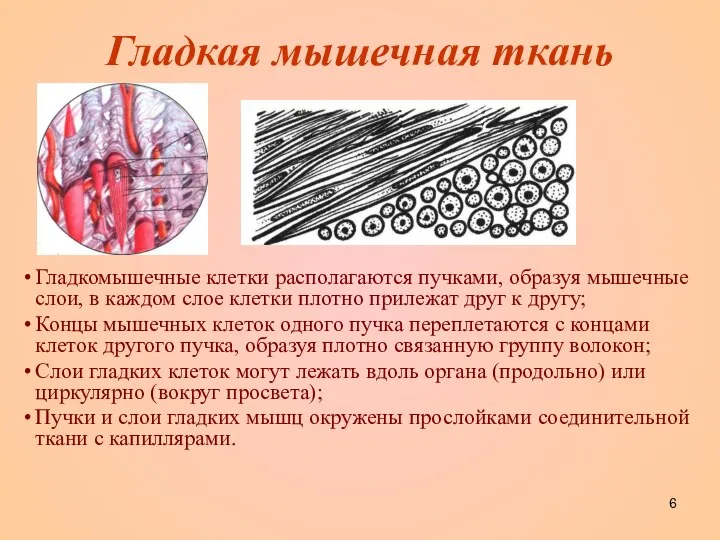 Гладкая мышечная ткань Гладкомышечные клетки располагаются пучками, образуя мышечные слои, в