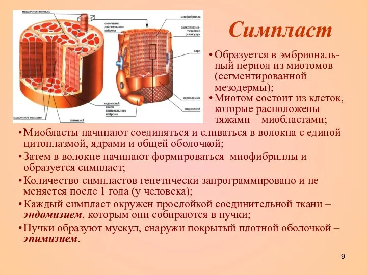 Симпласт Миобласты начинают соединяться и сливаться в волокна с единой цитоплазмой,