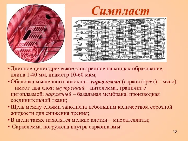 Симпласт Длинное цилиндрическое заостренное на концах образование, длина 1-40 мм, диаметр