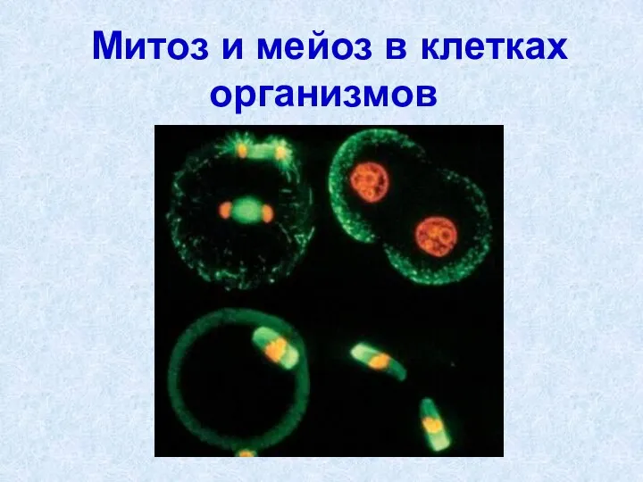 Презентация на тему "Митоз и мейоз в клетках организмов" - скачать бесплатно презентации по Биологии