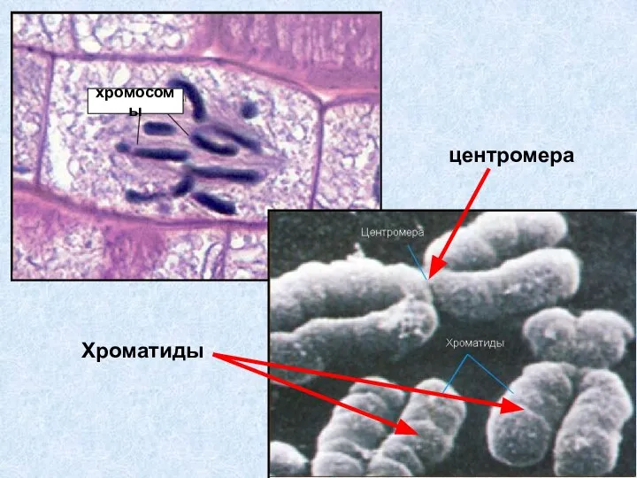 хромосомы центромера Хроматиды