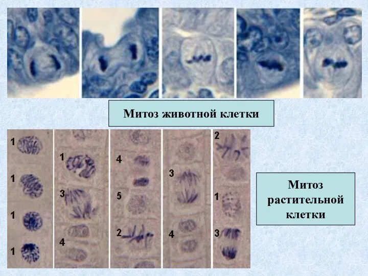 Митоз животной клетки Митоз растительной клетки