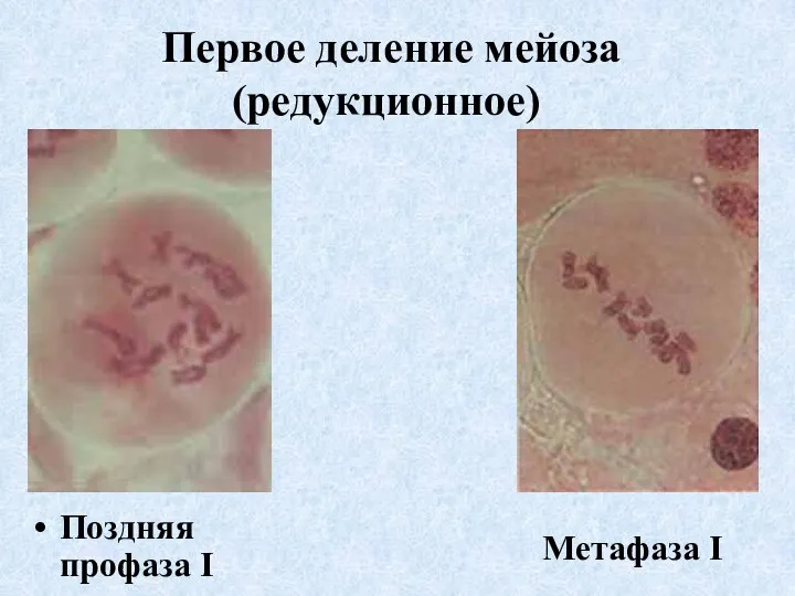 Первое деление мейоза (редукционное) Поздняя профаза I Метафаза I