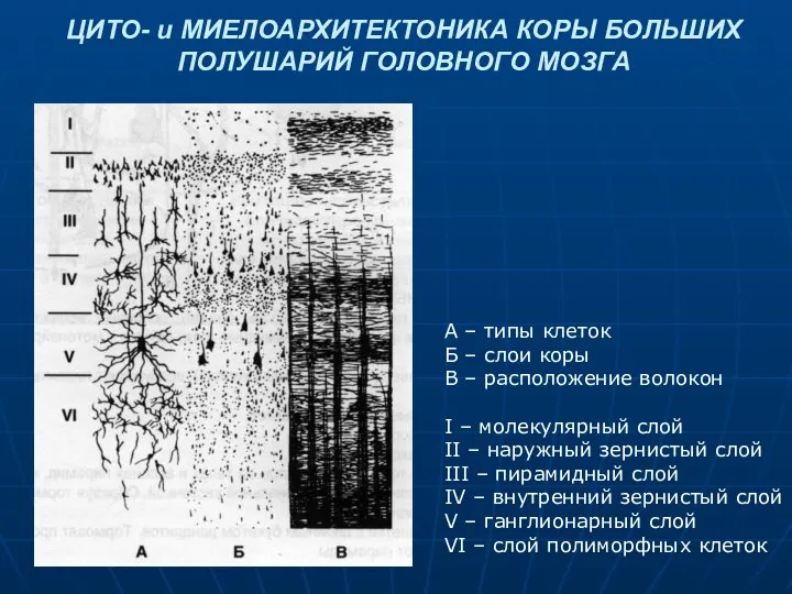 ЦИТО- и МИЕЛОАРХИТЕКТОНИКА КОРЫ БОЛЬШИХ ПОЛУШАРИЙ ГОЛОВНОГО МОЗГА А – типы