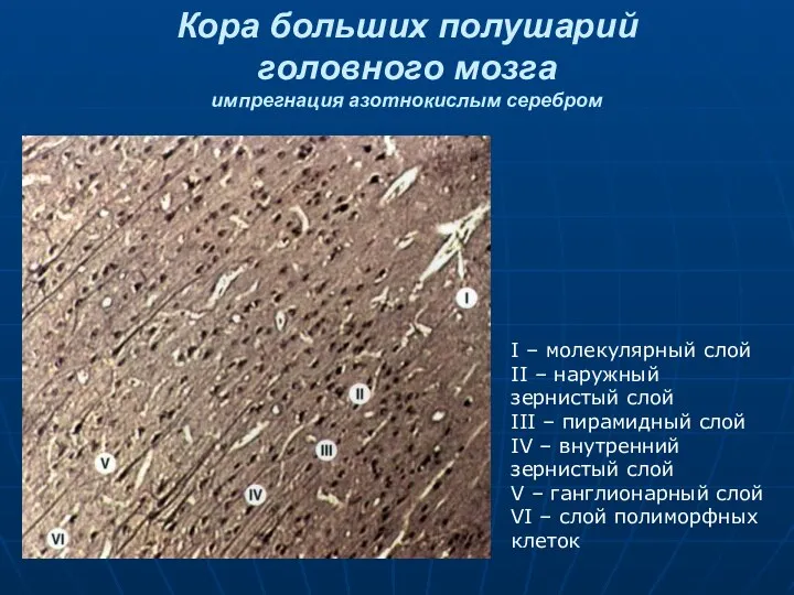 Кора больших полушарий головного мозга импрегнация азотнокислым серебром I – молекулярный