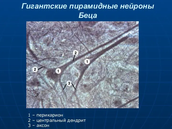 Гигантские пирамидные нейроны Беца 1 – перикарион 2 – центральный дендрит 3 – аксон