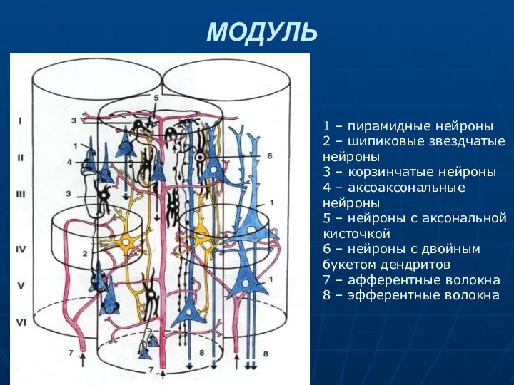 МОДУЛЬ 1 – пирамидные нейроны 2 – шипиковые звездчатые нейроны 3