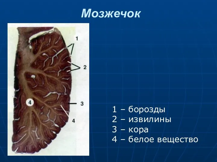 Мозжечок 1 – борозды 2 – извилины 3 – кора 4 – белое вещество