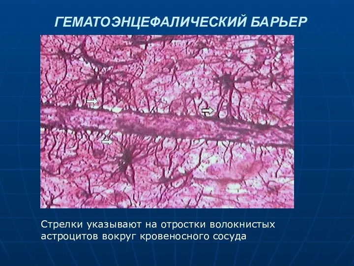 ГЕМАТОЭНЦЕФАЛИЧЕСКИЙ БАРЬЕР Стрелки указывают на отростки волокнистых астроцитов вокруг кровеносного сосуда