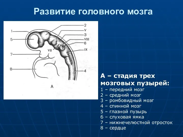 Развитие головного мозга А – стадия трех мозговых пузырей: 1 –