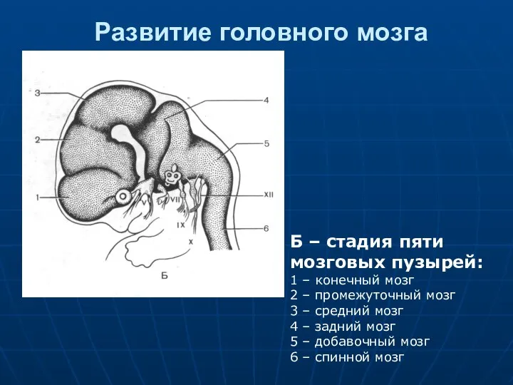 Развитие головного мозга Б – стадия пяти мозговых пузырей: 1 –