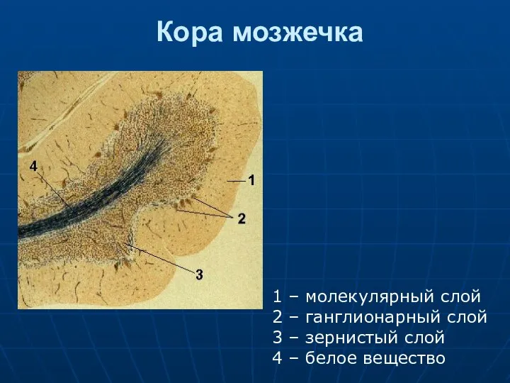 Кора мозжечка 1 – молекулярный слой 2 – ганглионарный слой 3